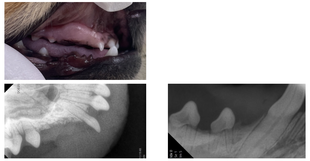 スクリーンショット 2025-12-22 12.25.20