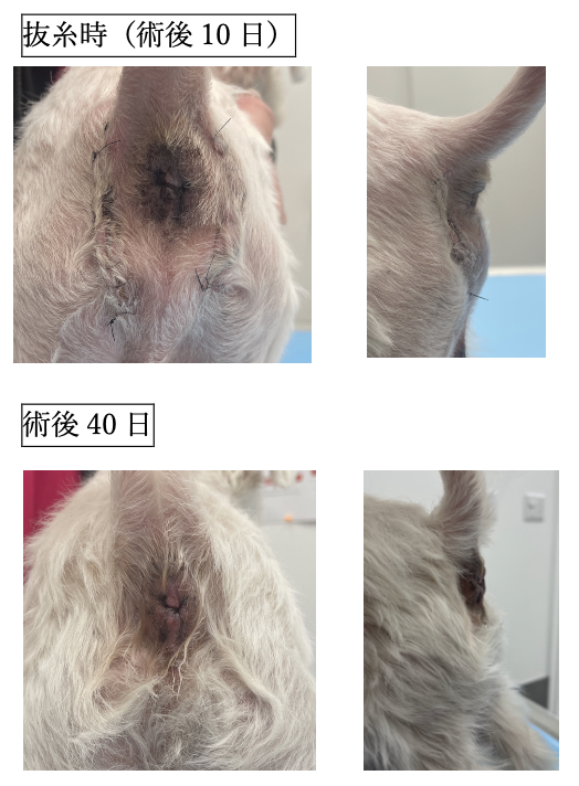 スクリーンショット 2026-02-10 10.49.03