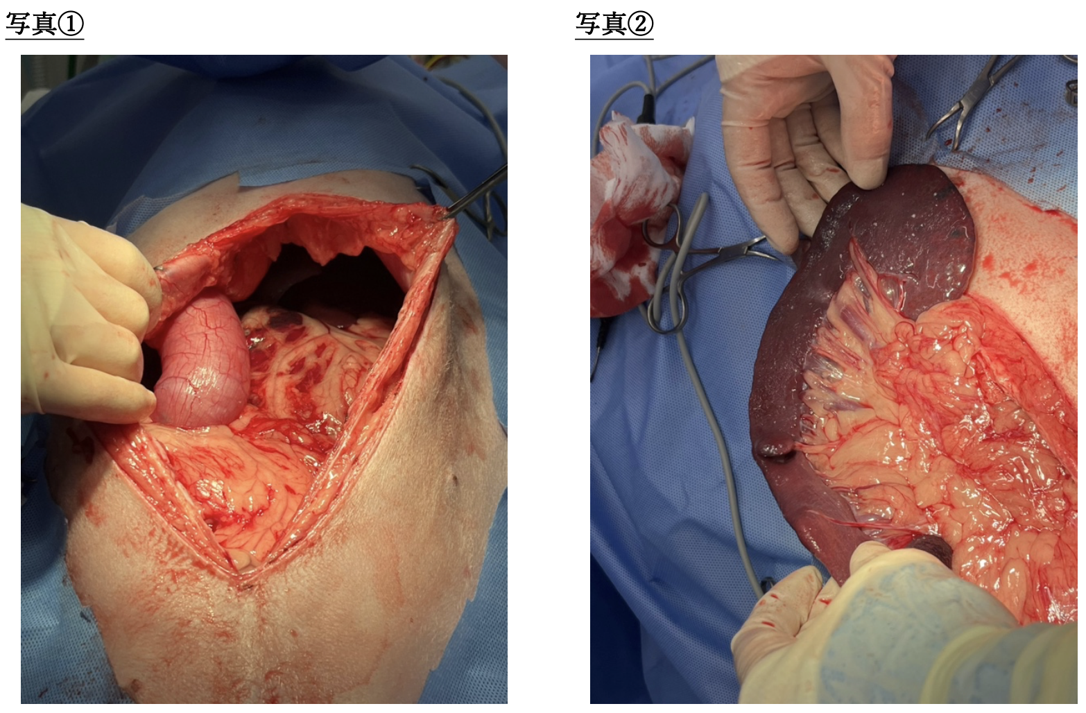 スクリーンショット 2026-03-23 15.43.03